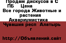 Продам дискусов в С-ПБ. › Цена ­ 3500-4500 - Все города Животные и растения » Аквариумистика   . Чувашия респ.,Алатырь г.